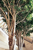 ficus benjamins