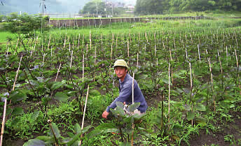 Natural Agriculture Field in Shigaraki