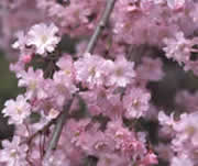 Weeping cherry trees